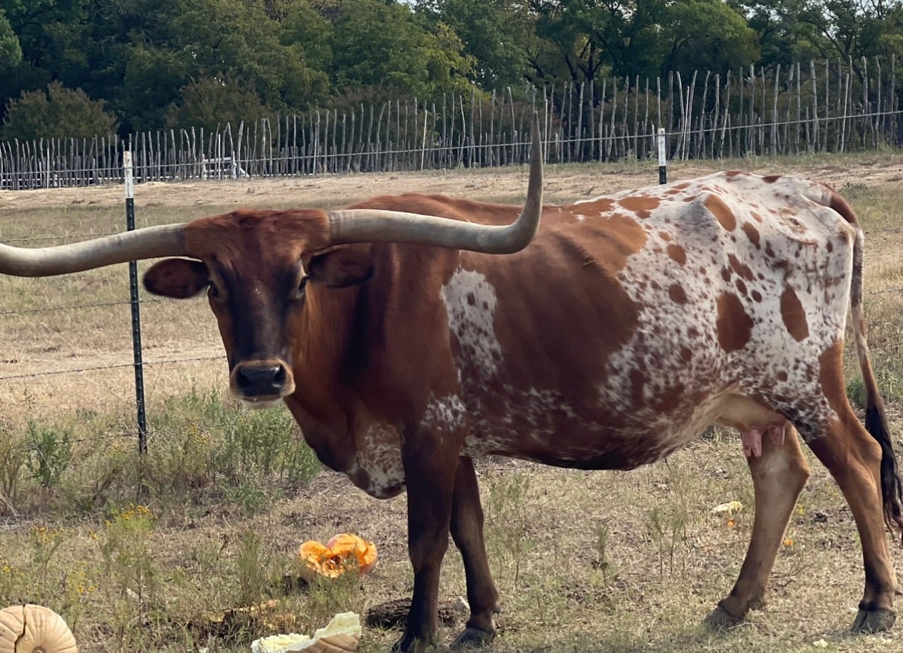 The covered hayride heading out to the longhorn pasture