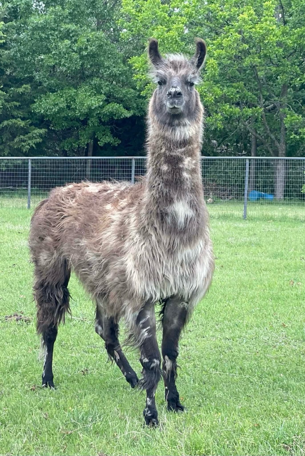 Leroy Brown the llama at Ruby Creek Family Farm