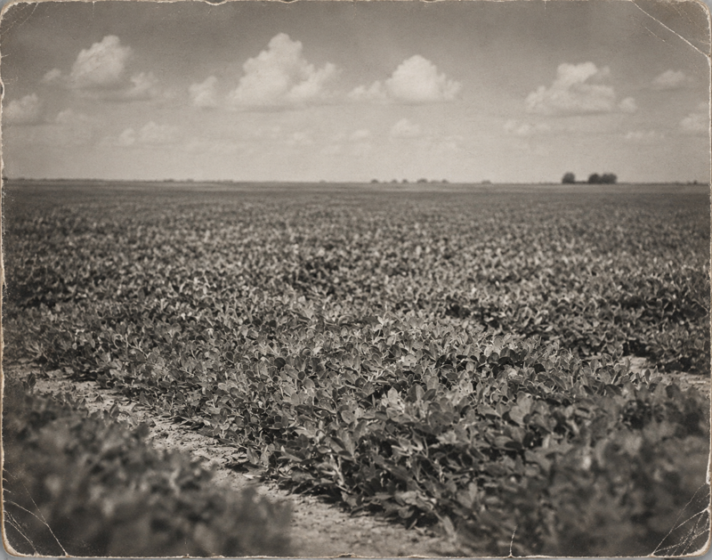 Prosser Peterson's peanut farming years at Ruby Creek