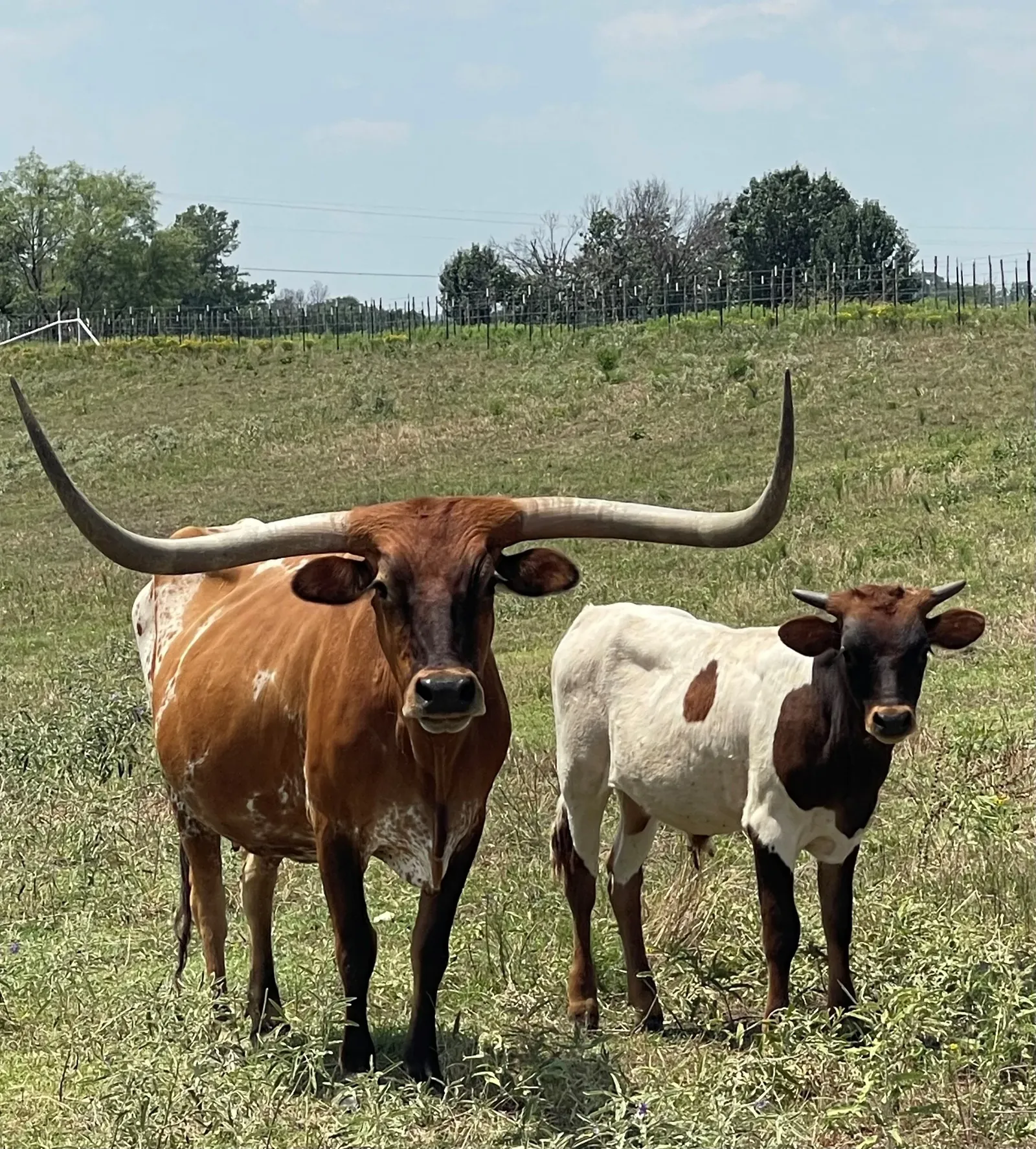 Longhorns grazing in the pasture at golden hour
