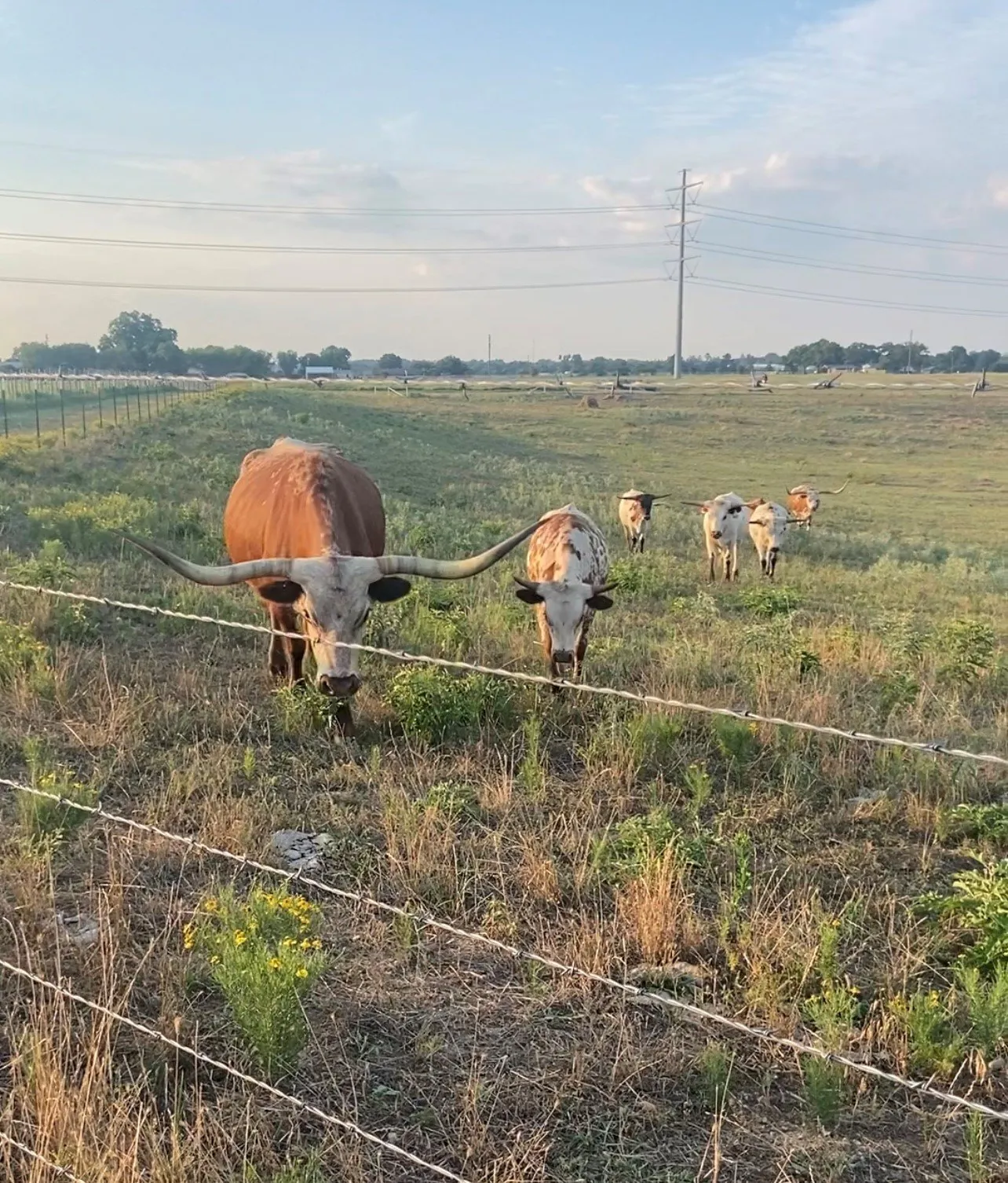 A visitor hand-feeding a longhorn from the hayride