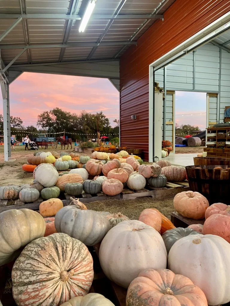 Pumpkins around the barn at Ruby Creek Family Farm near Fort Worth